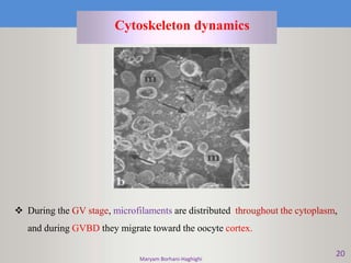 20
Cytoskeleton dynamics
 During the GV stage, microfilaments are distributed throughout the cytoplasm,
and during GVBD they migrate toward the oocyte cortex.
Maryam Borhani-Haghighi
 