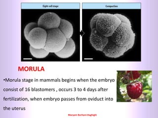 Maryam Borhani-Haghighi
•Morula stage in mammals begins when the embryo
consist of 16 blastomers , occurs 3 to 4 days after
fertilization, when embryo passes from oviduct into
the uterus
MORULA
 