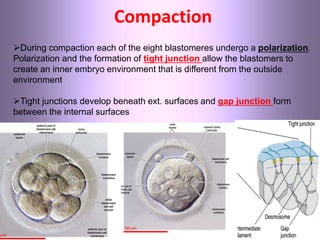Maryam Borhani-Haghighi
Compaction
During compaction each of the eight blastomeres undergo a polarization.
Polarization and the formation of tight junction allow the blastomers to
create an inner embryo environment that is different from the outside
environment
Tight junctions develop beneath ext. surfaces and gap junction form
between the internal surfaces
 