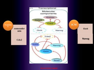 Maryam Borhani-Haghighi
eomesoder
min
Cdx2
Trophobla
st
Oct4
Nanog
ICM
 