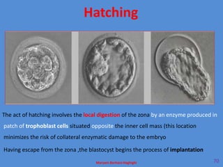 Maryam Borhani-Haghighi 70
The act of hatching involves the local digestion of the zona by an enzyme produced in
patch of trophoblast cells situated opposite the inner cell mass (this location
minimizes the risk of collateral enzymatic damage to the embryo
Having escape from the zona ,the blastocyst begins the process of implantation
Hatching
 