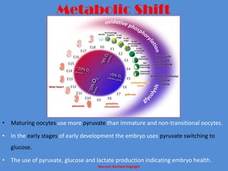 Maryam Borhani-Haghighi
Metabolic Shift
• Maturing oocytes use more pyruvate than immature and non-transitional oocytes.
• In the early stages of early development the embryo uses pyruvate switching to
glucose.
• The use of pyruvate, glucose and lactate production indicating embryo health.
 