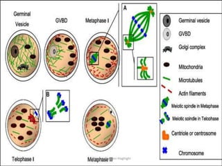 Maryam Borhani-Haghighi
 