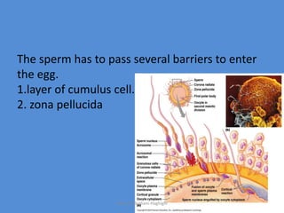 The sperm has to pass several barriers to enter
the egg.
1.layer of cumulus cell.
2. zona pellucida
Maryam Borhani-Haghighi
 