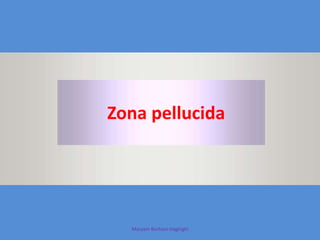 Maryam Borhani-Haghighi
Zona pellucida
 