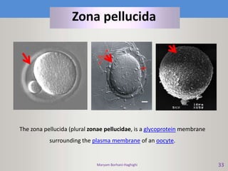 Maryam Borhani-Haghighi 33
The zona pellucida (plural zonae pellucidae, is a glycoprotein membrane
surrounding the plasma membrane of an oocyte.
Zona pellucida
 