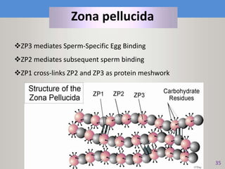 Maryam Borhani-Haghighi
35
ZP3 mediates Sperm-Specific Egg Binding
ZP2 mediates subsequent sperm binding
ZP1 cross-links ZP2 and ZP3 as protein meshwork
Zona pellucida
 