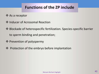 Maryam Borhani-Haghighi 40
 As a receptor
 Inducer of Acrosomal Reaction
 Blockade of heterospecific fertilization. Species-specific barrier
to sperm binding and penetration;
 Prevention of polyspermy
 Protection of the embryo before implantation
Functions of the ZP include
 