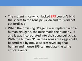 • The mutant mice which lacked ZP3 couldn't bind
the sperm to the zona pellucida and thus did not
get fertilized
• When their missing ZP3 gene was replaced with a
human ZP3 gene, the mice made the human ZP3
and it was incorporated into their zona pellucida.
With the human ZP3 in their zonas the eggs could
be fertilized by mouse sperm revealing that
human and mouse ZP3 can mediate the same
critical events.
Maryam Borhani-Haghighi
 