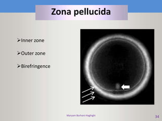 Maryam Borhani-Haghighi
34
Zona pellucida
Inner zone
Outer zone
Birefringence
 