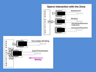 Maryam Borhani-Haghighi
 
