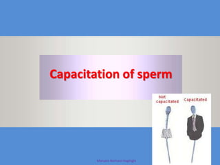 Maryam Borhani-Haghighi
Capacitation of sperm
 