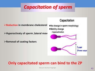 43
Capacitation of sperm
Reduction in membrane cholesterol increase fludity
Hyperactivaty of sperm ;lateral movement of head
Removal of coating factors
Only capacitated sperm can bind to the ZP
Maryam Borhani-Haghighi
 