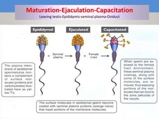 Maryam Borhani-Haghighi 52
Maturation-Ejaculation-Capacitation
Leaving testis-Epididymis-seminal plasma-Oviduct
 