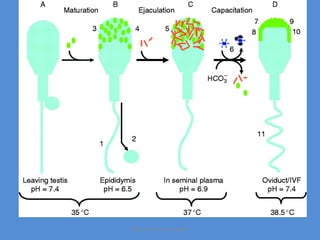 Maryam Borhani-Haghighi
 