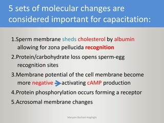 5 sets of molecular changes are
considered important for capacitation:
1.Sperm membrane sheds cholesterol by albumin
allowing for zona pellucida recognition
2.Protein/carbohydrate loss opens sperm-egg
recognition sites
3.Membrane potential of the cell membrane become
more negative activating cAMP production
4.Protein phosphorylation occurs forming a receptor
5.Acrosomal membrane changes
Maryam Borhani-Haghighi
 