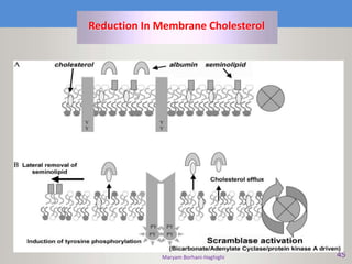 Maryam Borhani-Haghighi 45
Reduction In Membrane Cholesterol
 