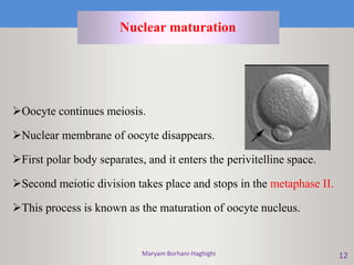 Maryam Borhani-Haghighi 12
Oocyte continues meiosis.
Nuclear membrane of oocyte disappears.
First polar body separates, and it enters the perivitelline space.
Second meiotic division takes place and stops in the metaphase II.
This process is known as the maturation of oocyte nucleus.
Nuclear maturation
 