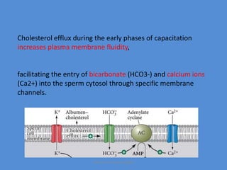 Cholesterol efflux during the early phases of capacitation
increases plasma membrane fluidity,
facilitating the entry of bicarbonate (HCO3-) and calcium ions
(Ca2+) into the sperm cytosol through specific membrane
channels.
Maryam Borhani-Haghighi
 
