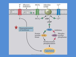 Maryam Borhani-Haghighi
 