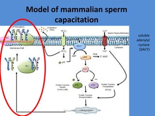 Model of mammalian sperm
capacitation
soluble
adenylyl
cyclase
(SACY)
Maryam Borhani-Haghighi
 