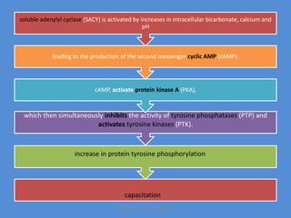 which then simultaneously inhibits the activity of tyrosine phosphatases (PTP) and
activates tyrosine kinases (PTK).
cAMP, activate protein kinase A (PKA),
leading to the production of the second messenger cyclic AMP (cAMP).
soluble adenylyl cyclase (SACY) is activated by increases in intracellular bicarbonate, calcium and
pH
increase in protein tyrosine phosphorylation
capacitation
Maryam Borhani-Haghighi
 