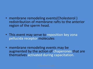 • membrane remodeling events(Cholesterol )
redistribution of membrane rafts to the anterior
region of the sperm head.
• This event may serve to reposition key zona
pellucida receptor molecules
• membrane remodeling events may be
augmented by the action of chaperones that are
themselves activated during capacitation.
Maryam Borhani-Haghighi
 