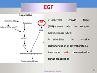 Maryam Borhani-Haghighi 50
EGF
 Epidermal growth factor
(EGF)interacts with its receptor
tyrosine kinase (EGFR)
 stimulates the tyrosine
phosphorylation of several proteins
enhances actin polymerization
during capacitation
 