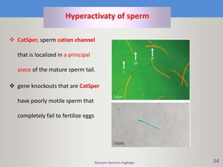 Maryam Borhani-Haghighi 54
Hyperactivaty of sperm
 CatSper, sperm cation channel
that is localized in a principal
piece of the mature sperm tail.
 gene knockouts that are CatSper
have poorly motile sperm that
completely fail to fertilize eggs
 