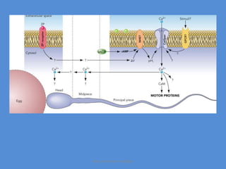 Maryam Borhani-Haghighi
 