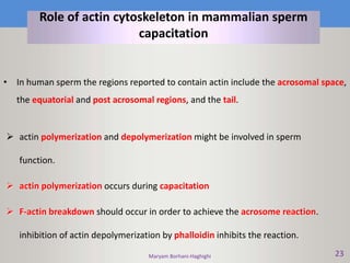 Maryam Borhani-Haghighi 23
Role of actin cytoskeleton in mammalian sperm
capacitation
• In human sperm the regions reported to contain actin include the acrosomal space,
the equatorial and post acrosomal regions, and the tail.
 actin polymerization and depolymerization might be involved in sperm
function.
 actin polymerization occurs during capacitation
 F-actin breakdown should occur in order to achieve the acrosome reaction.
inhibition of actin depolymerization by phalloidin inhibits the reaction.
 