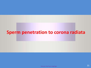 Maryam Borhani-Haghighi 31
Sperm penetration to corona radiata
 