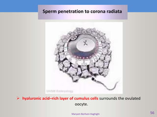 Maryam Borhani-Haghighi 56
 hyaluronic acid–rich layer of cumulus cells surrounds the ovulated
oocyte.
Sperm penetration to corona radiata
 