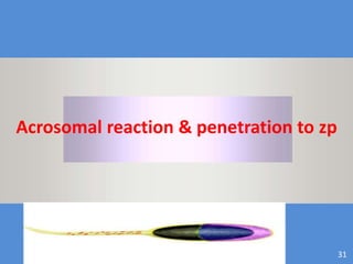 Maryam Borhani-Haghighi 31
Acrosomal reaction & penetration to zp
 