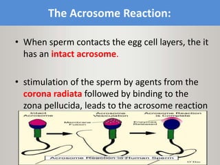 The Acrosome Reaction:
• When sperm contacts the egg cell layers, the it
has an intact acrosome.
• stimulation of the sperm by agents from the
corona radiata followed by binding to the
zona pellucida, leads to the acrosome reaction
Maryam Borhani-Haghighi
 