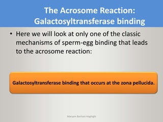 The Acrosome Reaction:
Galactosyltransferase binding
• Here we will look at only one of the classic
mechanisms of sperm-egg binding that leads
to the acrosome reaction:
Galactosyltransferase binding that occurs at the zona pellucida.
Maryam Borhani-Haghighi
 