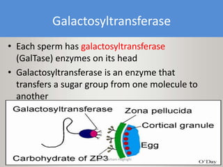 Galactosyltransferase
• Each sperm has galactosyltransferase
(GalTase) enzymes on its head
• Galactosyltransferase is an enzyme that
transfers a sugar group from one molecule to
another
Maryam Borhani-Haghighi
 