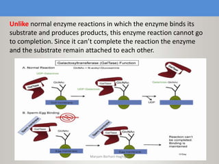 Unlike normal enzyme reactions in which the enzyme binds its
substrate and produces products, this enzyme reaction cannot go
to completion. Since it can’t complete the reaction the enzyme
and the substrate remain attached to each other.
Maryam Borhani-Haghighi
 