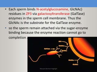 • Each sperm binds N-acetylglucosamine, GlcNAc)
residues in ZP3 via galactosyltransferase (GalTase)
enzymes in the sperm cell membrane. Thus the
GlcNAc is the substrate for the GalTase enzyme.
• so the sperm remain attached via the sugar-enzyme
binding because the enzyme reaction cannot go to
completion .
Maryam Borhani-Haghighi
 