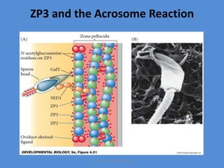 ZP3 and the Acrosome Reaction
Maryam Borhani-Haghighi
 