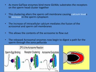 • As more GalTase enzymes bind more GlcNAc substrates the receptors
on the sperm head cluster together
• This clustering alters the sperm cell membrane causing calcium levels
to increase in the sperm cytoplasm
• The increase of intracellular calcium mediates the fusion of the
acrosomal and sperm cell membranes
• This allows the contents of the acrosome to flow out
• The released Acrosomal enzymes now begin to digest a path for the
sperm through the zona pellucida
Maryam Borhani-Haghighi
 