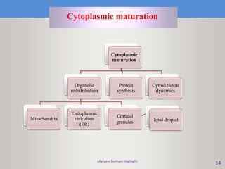 Maryam Borhani-Haghighi
14
Cytoplasmic maturation
Cytoplasmic
maturation
Organelle
redistribution
Mitochondria
Endoplasmic
reticulum
(ER)
Cortical
granules lipid droplet
Protein
synthesis
Cytoskeleton
dynamics
 