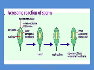Maryam Borhani-Haghighi
 