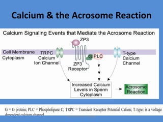 Calcium & the Acrosome Reaction
Maryam Borhani-Haghighi
 