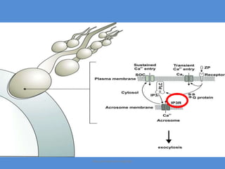 Maryam Borhani-Haghighi
 