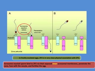 In freshly ovulated eggs, ZP3 is in very close physical association with ZP2.
Acrosome-reacted sperm bind to ZP2 via their exposed inner acrosomal membranes, penetrate the
zona, fuse with the oocyte, and fertilize the egg.
Maryam Borhani-Haghighi
 