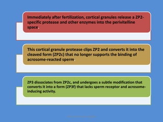 Immediately after fertilization, cortical granules release a ZP2-
specific protease and other enzymes into the perivitelline
space.
This cortical granule protease clips ZP2 and converts it into the
cleaved form (ZP2c) that no longer supports the binding of
acrosome-reacted sperm.
ZP3 dissociates from ZP2c, and undergoes a subtle modification that
converts it into a form (ZP3f) that lacks sperm receptor and acrosome-
inducing activity.
Maryam Borhani-Haghighi
 