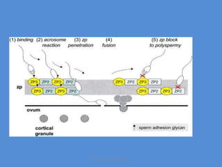 Maryam Borhani-Haghighi
 