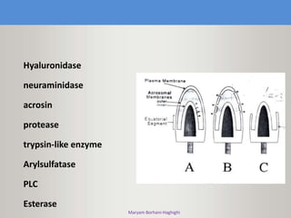 Maryam Borhani-Haghighi
Hyaluronidase
neuraminidase
acrosin
protease
trypsin-like enzyme
Arylsulfatase
PLC
Esterase
 