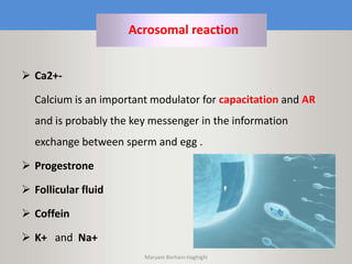 Maryam Borhani-Haghighi
 Ca2+-
Calcium is an important modulator for capacitation and AR
and is probably the key messenger in the information
exchange between sperm and egg .
 Progestrone
 Follicular fluid
 Coffein
 K+ and Na+
Acrosomal reaction
 